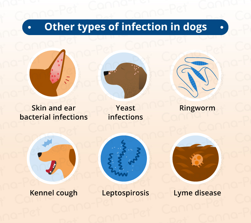 does all over swollen lymph nodes in dogs mean cancer