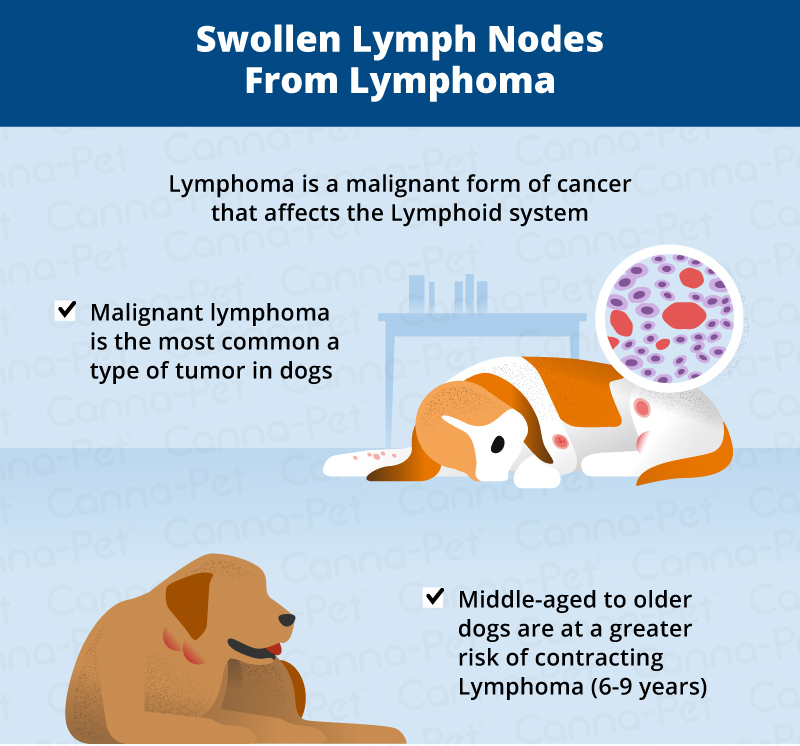 swollen lymph nodes from lymphoma in dogs