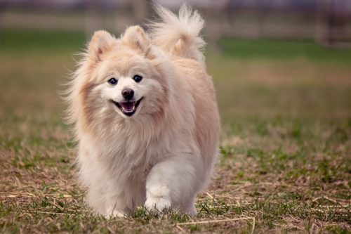 health issues of pomeranians