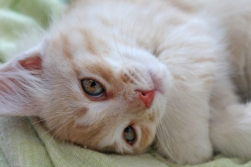 how to treat allergies in cats_canna-pet