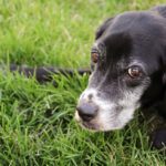 lupus in dogs_canna-pet