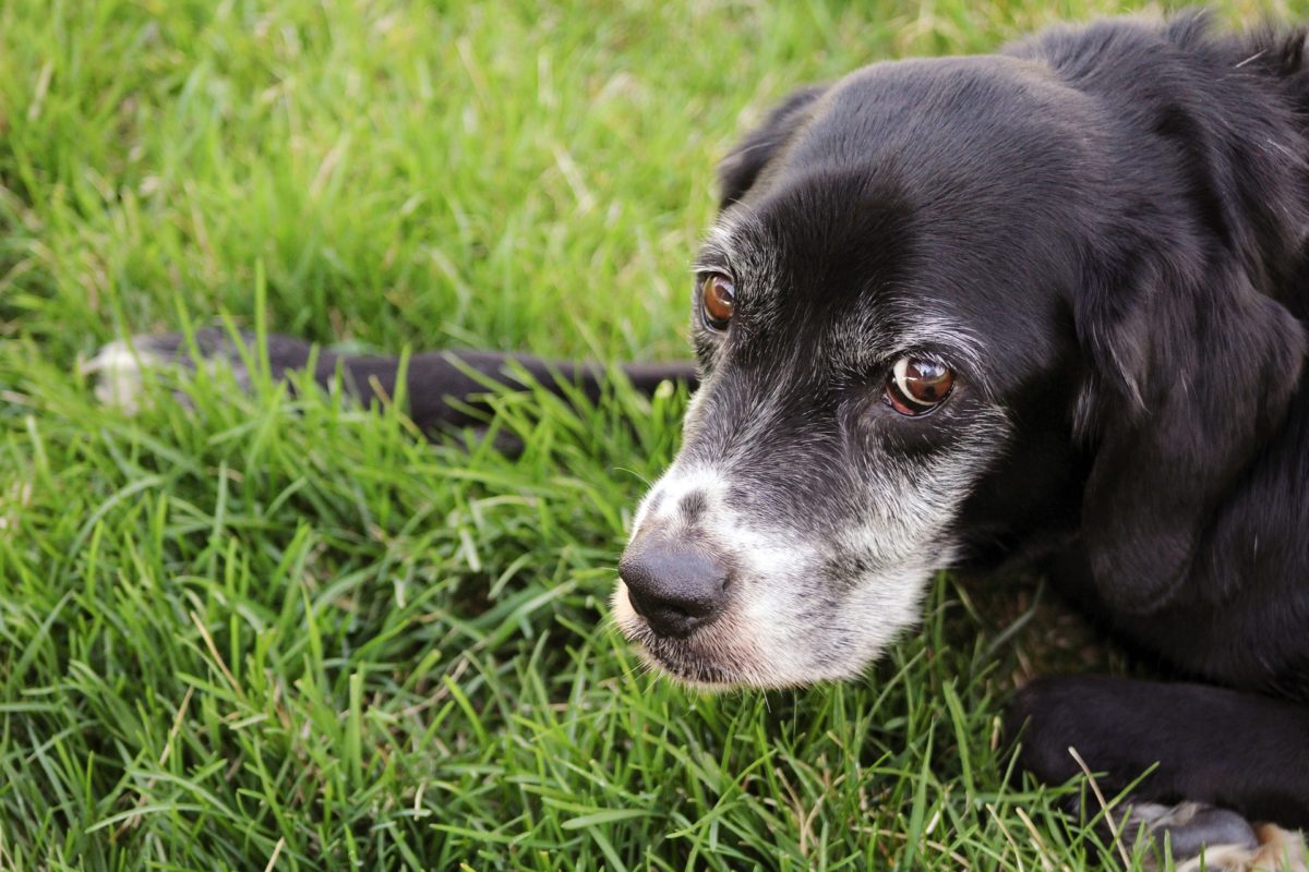 what are signs of lupus in dogs