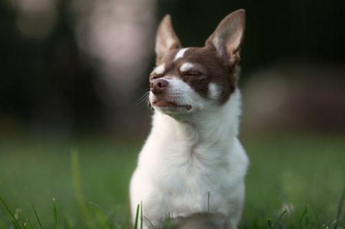 phenobarbital for dogs side effects_canna-pet