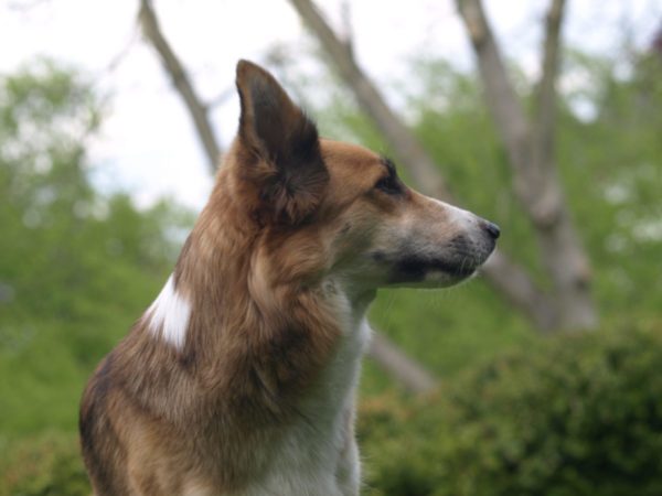 Side Effects of Phenobarbital for Dogs | Canna-Pet®