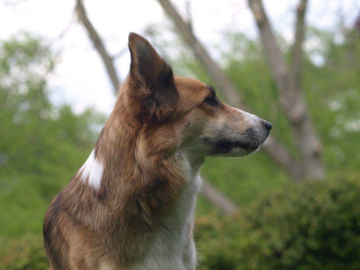 Can Phenobarbital Cause Muscle Weakness In Dogs