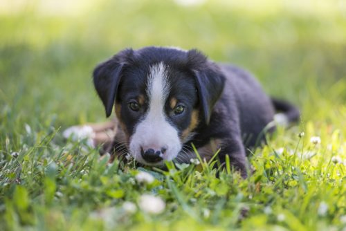 what causes puppy uti