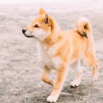 shiba inu temperament and personality_canna-pet