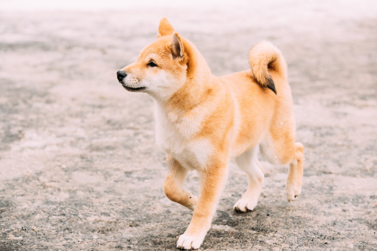 what does shiba inu mean