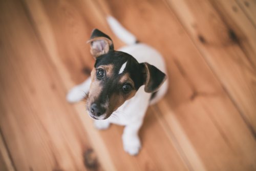 side effects of phenobarbital for dogs_canna-pet