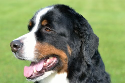 signs of heart disease in dogs_canna-pet