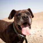 swollen lymph nodes in dogs_canna-pet