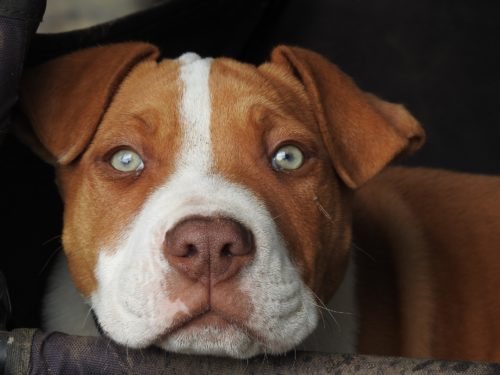 types of puppy eye infection_canna-pet