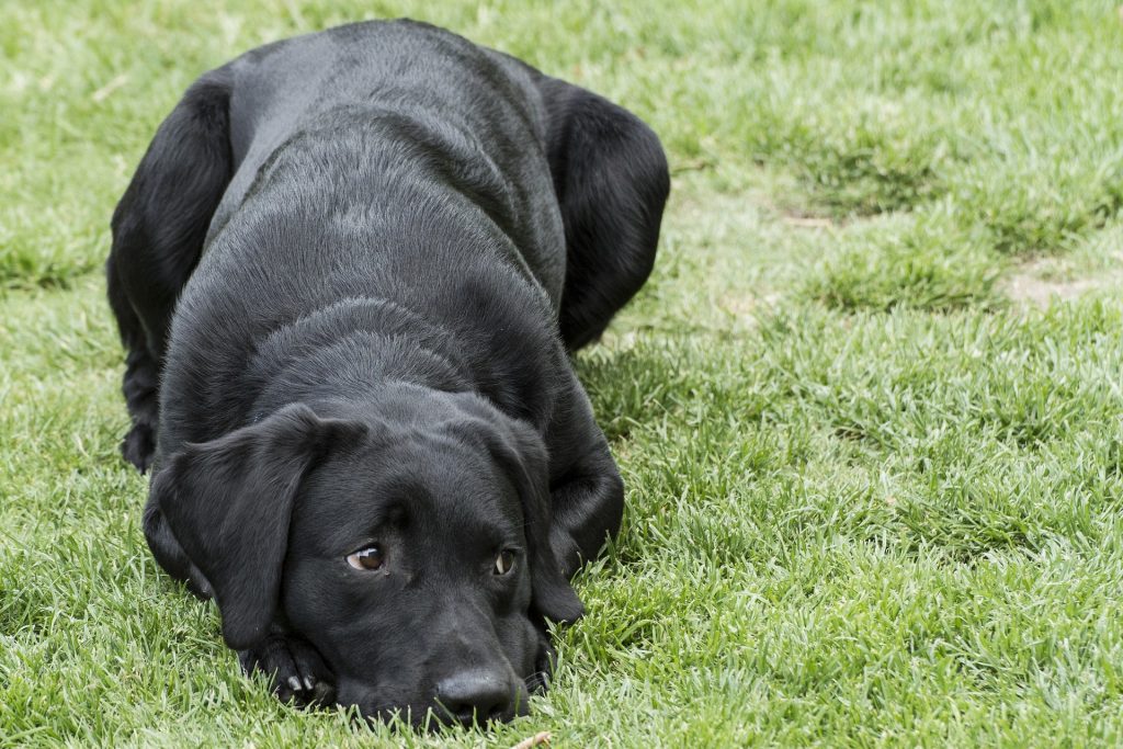 are labradors more prone to histiocytoma