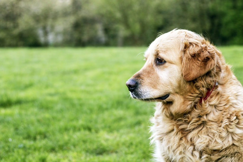 van willebrand disease in dogs_canna-pet