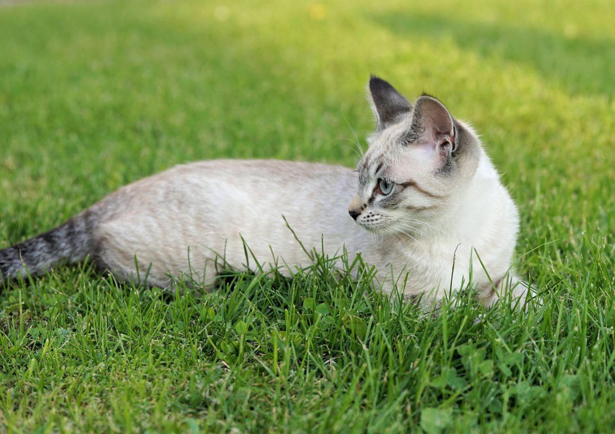 what can i give my cat for allergies_canna-pet