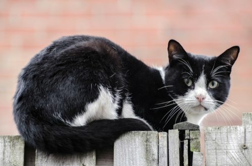 what can i give my cat for pain and swelling_canna-pet