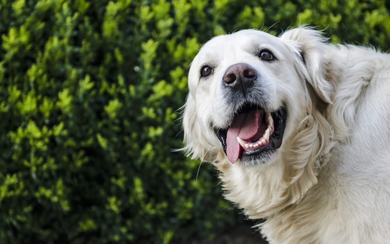 what can i give my dog for allergies_canna-pet