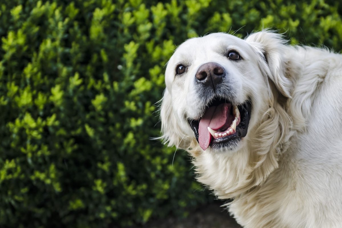 what can i give my dog for allergies_canna-pet