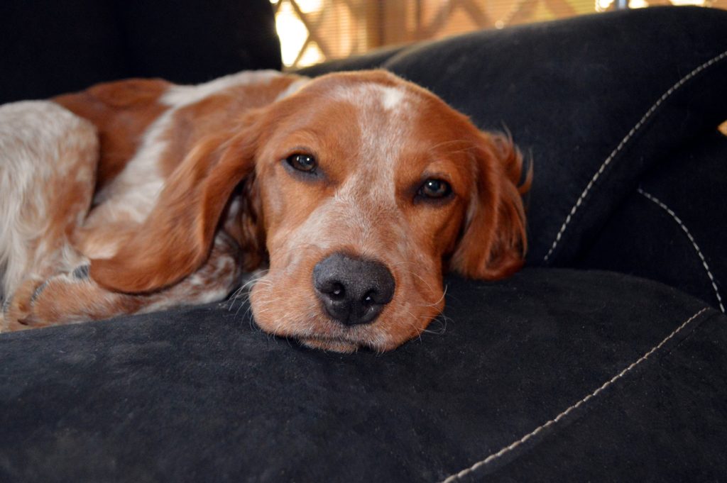 What Can I Give My Dog For Nausea Canna Pet 
