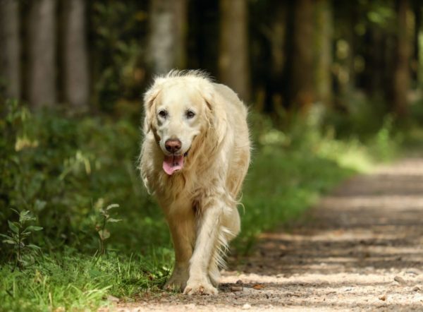 What Causes Diarrhea in Dogs? | Canna-Pet®