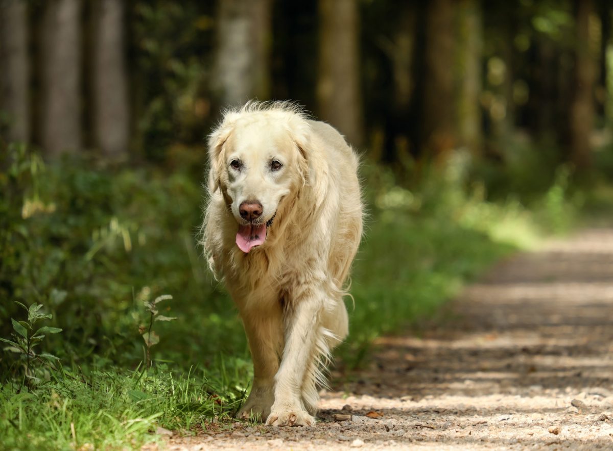 what causes diarrhea in dogs_canna-pet