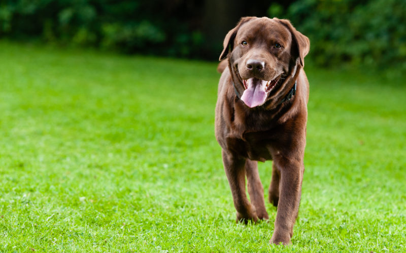 what causes vomiting in dogs_canna-pet