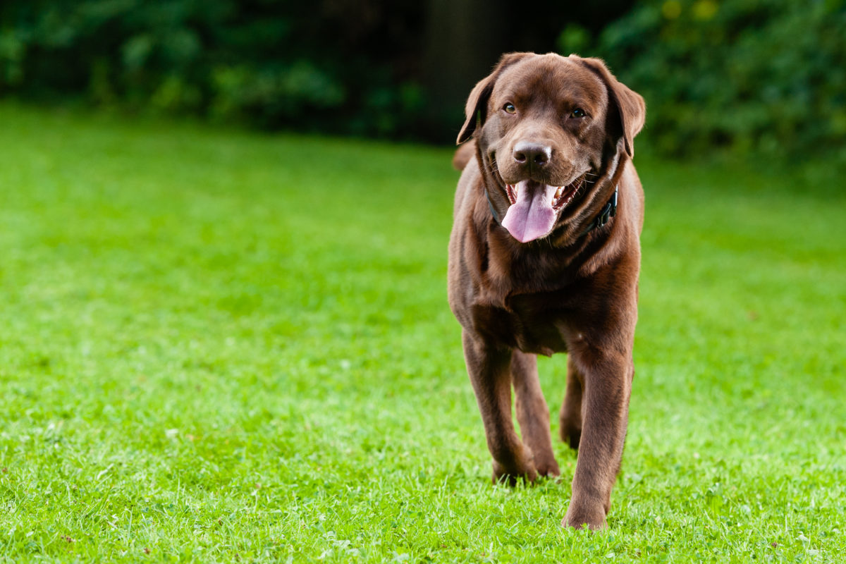 what causes vomiting in dogs_canna-pet