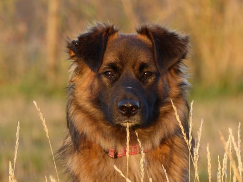 what is lupus in dogs_canna-pet
