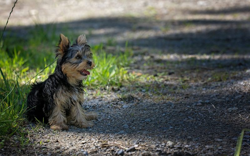 what small dog breed is right for you_canna-pet