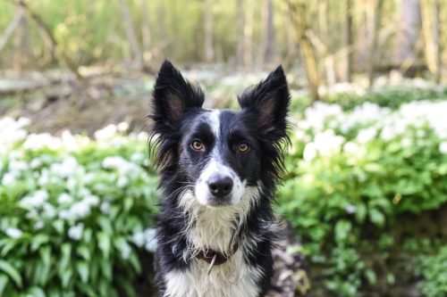 what to do for allergies in dogs_canna-pet