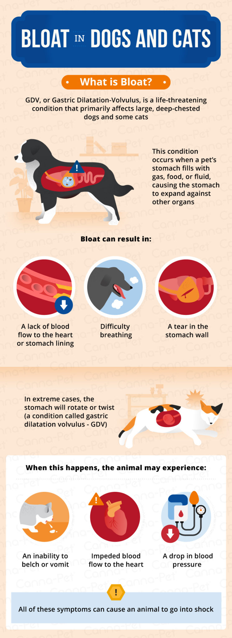 Bloat In Dogs Cats Causes Signs Symptoms Canna Pet