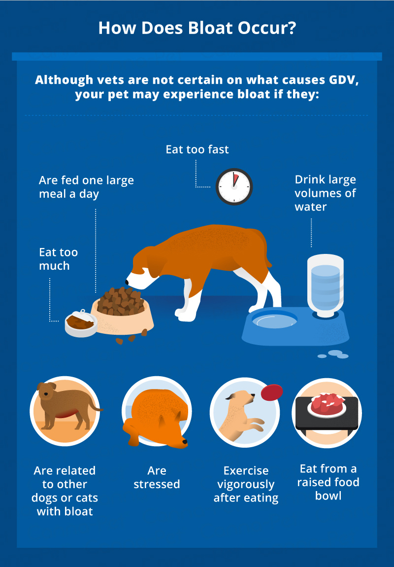 how does bloat occur in pets