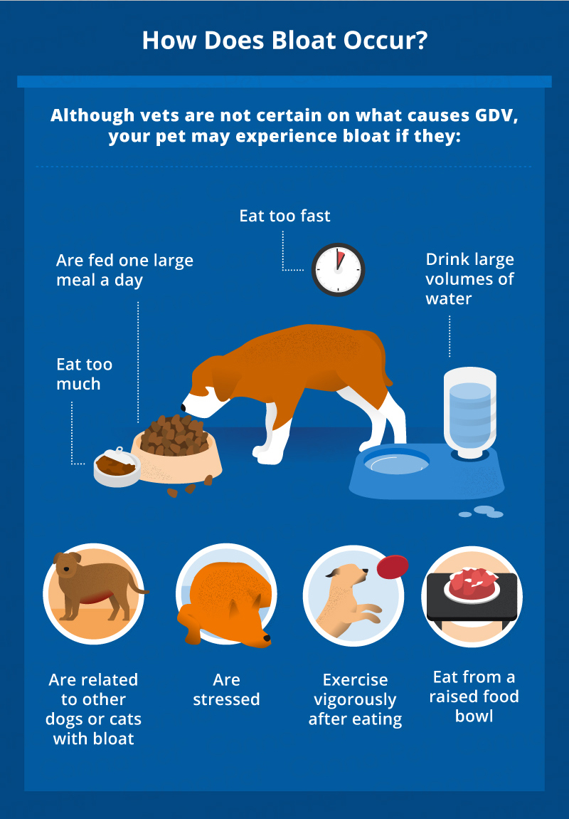 Bloat In Dogs Cats Causes Signs Symptoms Canna Pet