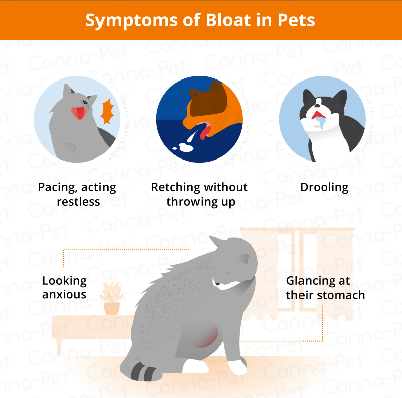 symptoms of bloat in pets