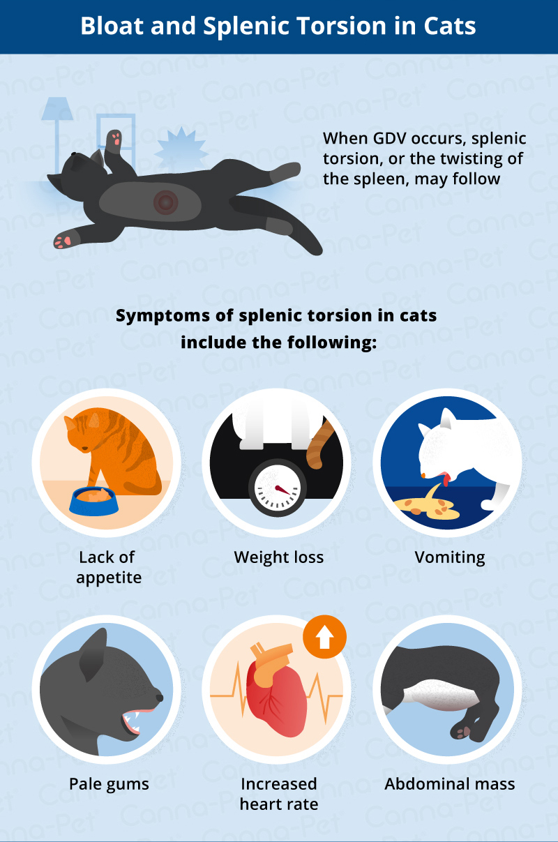 Bloat In Dogs Cats Causes Signs Symptoms Canna Pet