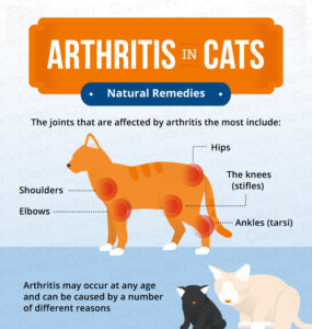 Arthritis in Cats & Natural Remedies | Canna-Pet