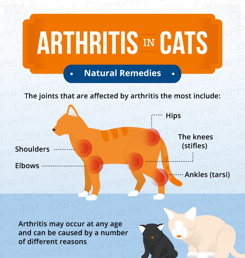 Arthritis in Cats & Natural Remedies CannaPet