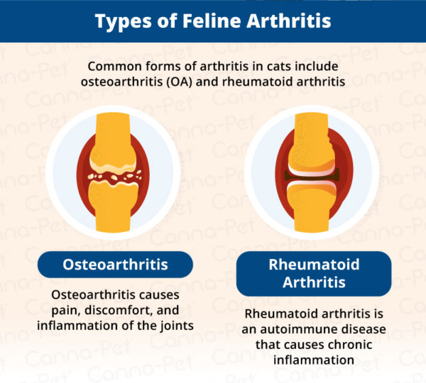 Arthritis in Cats & Natural Remedies | Canna-Pet