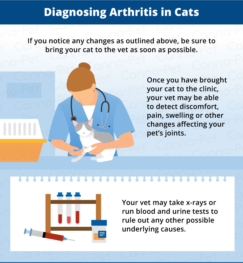 diagnosing cat arthrits