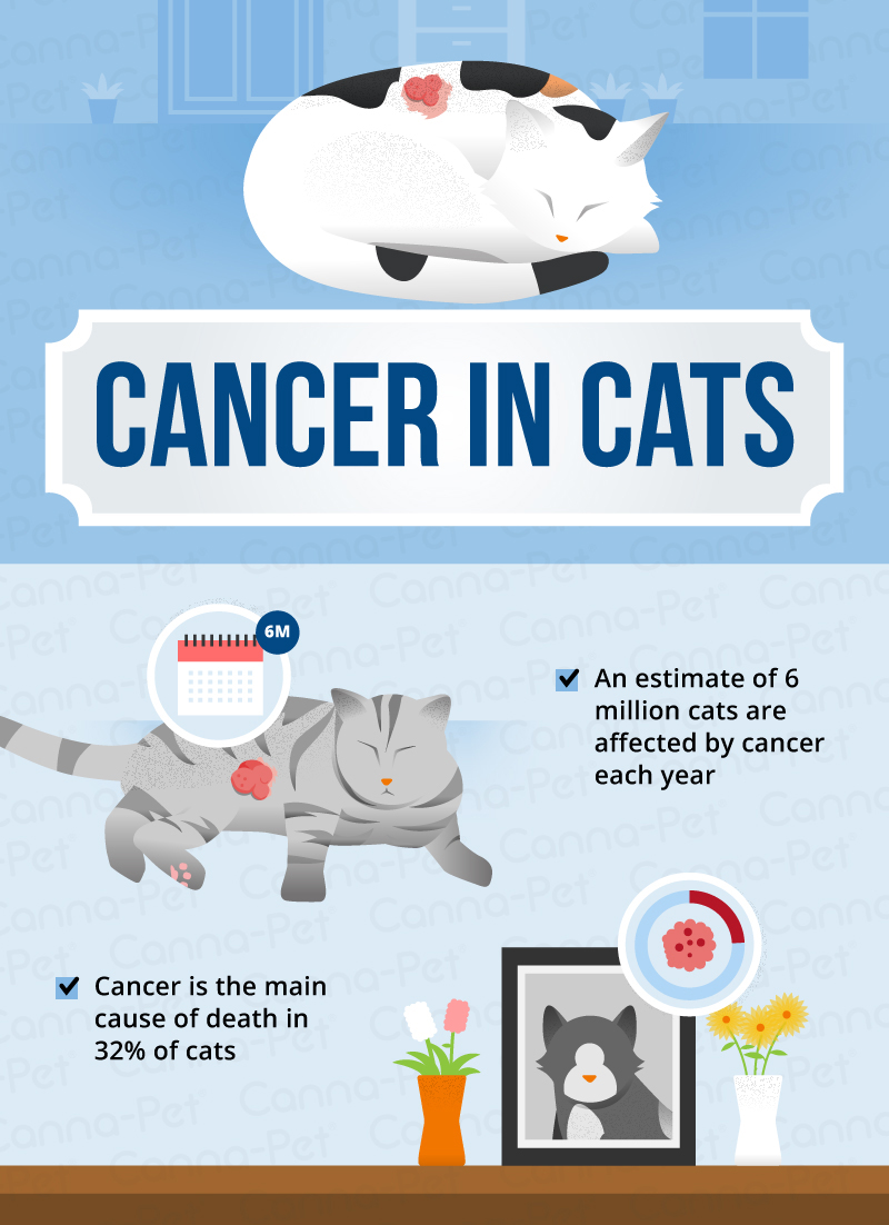 Cancer diet hotsell for cats