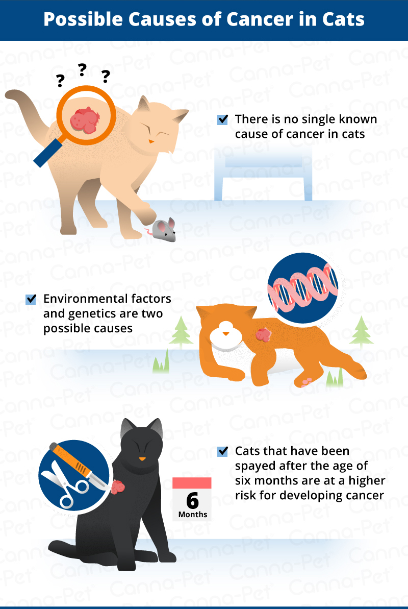 causes of cat cancer