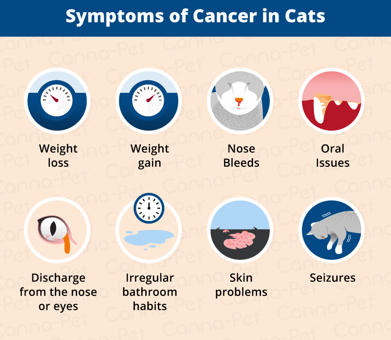 symptoms of cat cancer