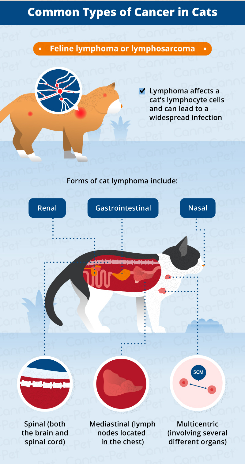 types of cat cancer