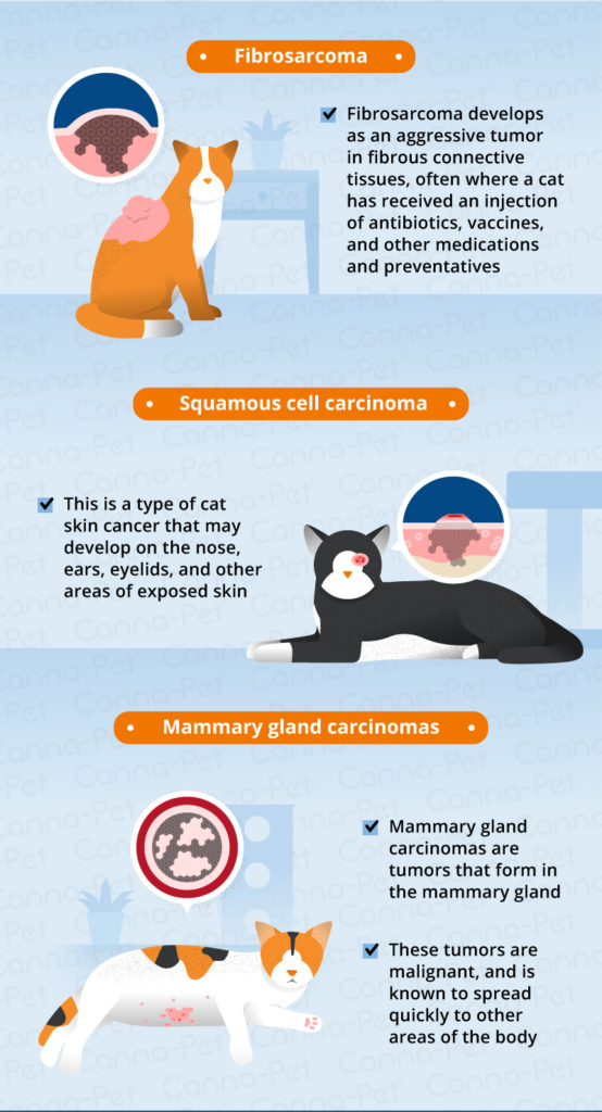 Cancer in Cats: Causes, Symptoms, & Treatments | Canna-Pet