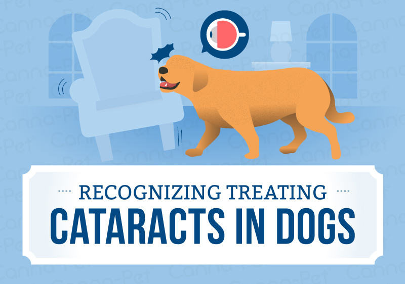 Cataracts in dogs
