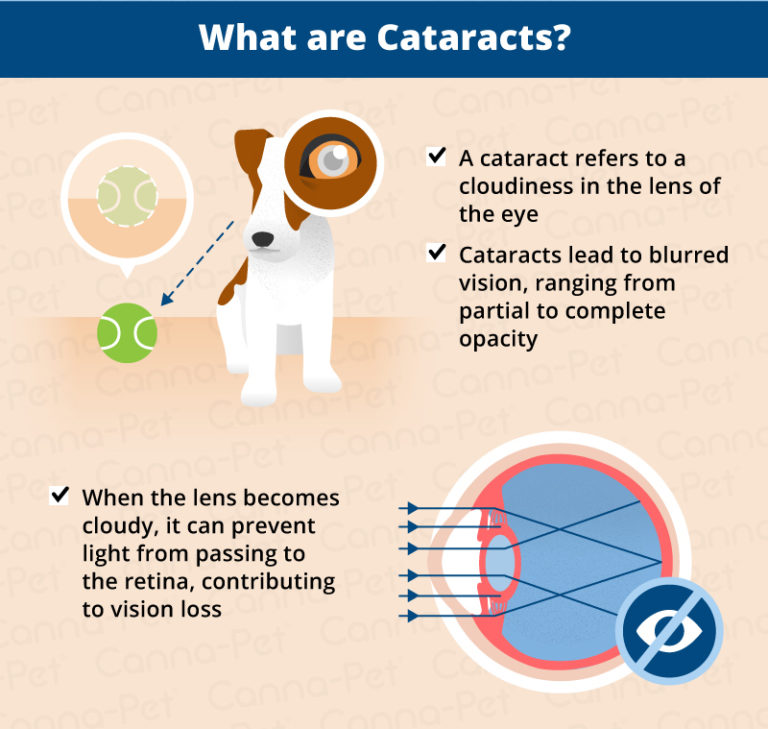 Recognizing & Treating Cataracts in Dogs CannaPet