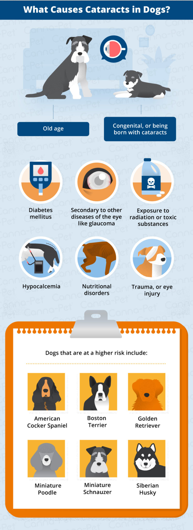 causes of cataracts in dogs