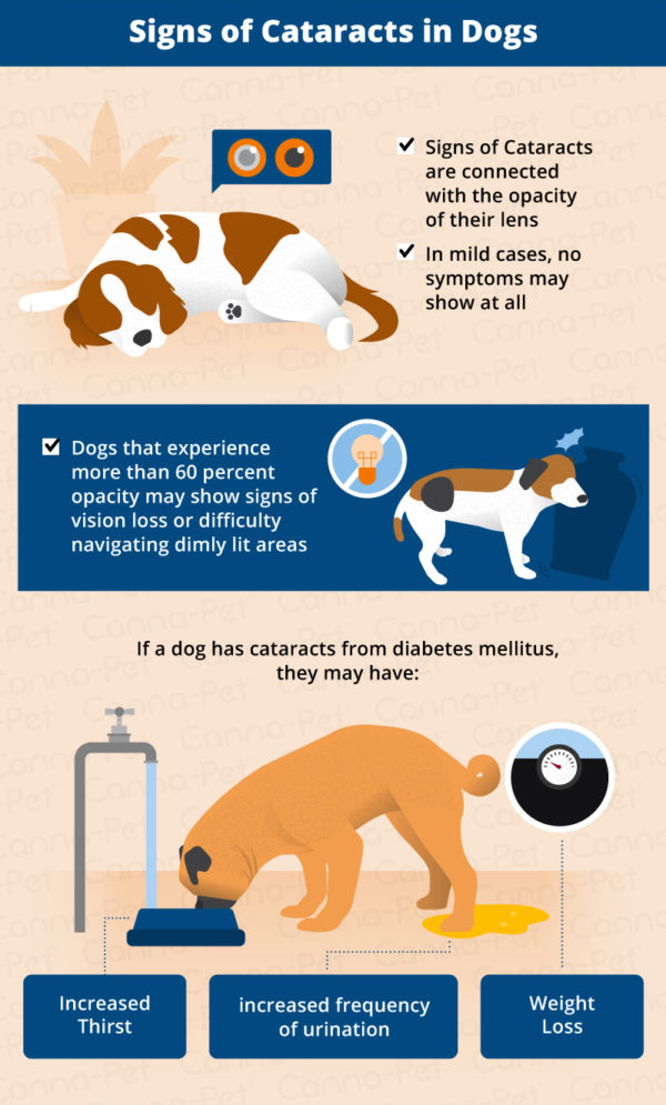 Recognizing & Treating Cataracts in Dogs CannaPet