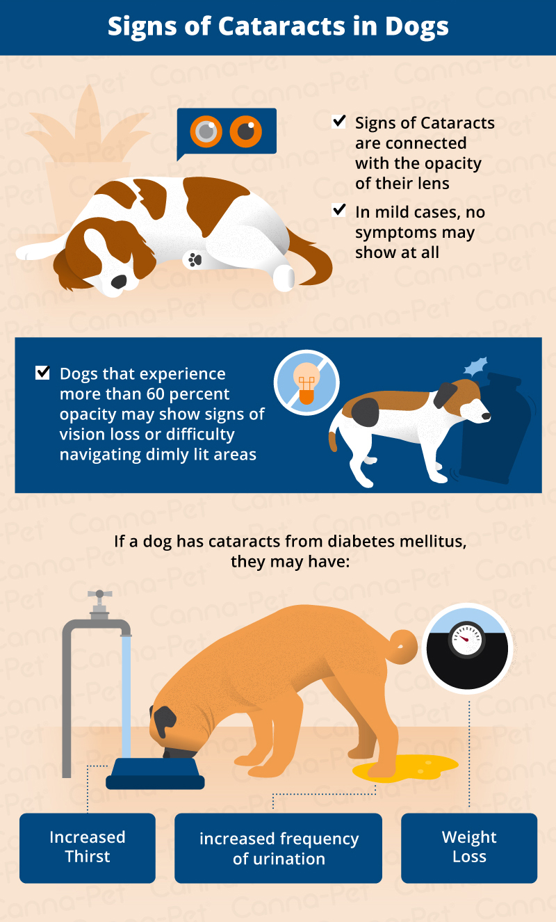 signs of dog cataracts