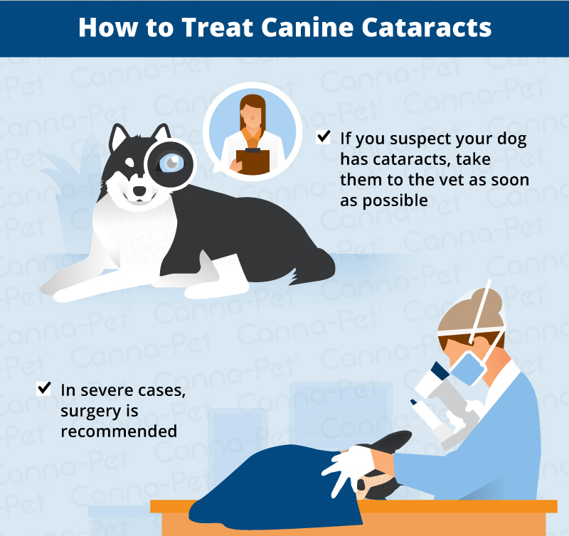 treating dog cataracts